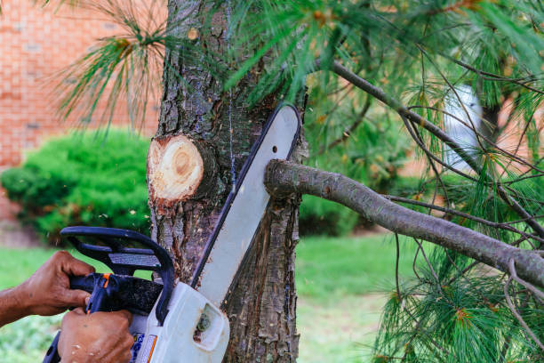 Best Professional Tree Care  in Mayfield, OH